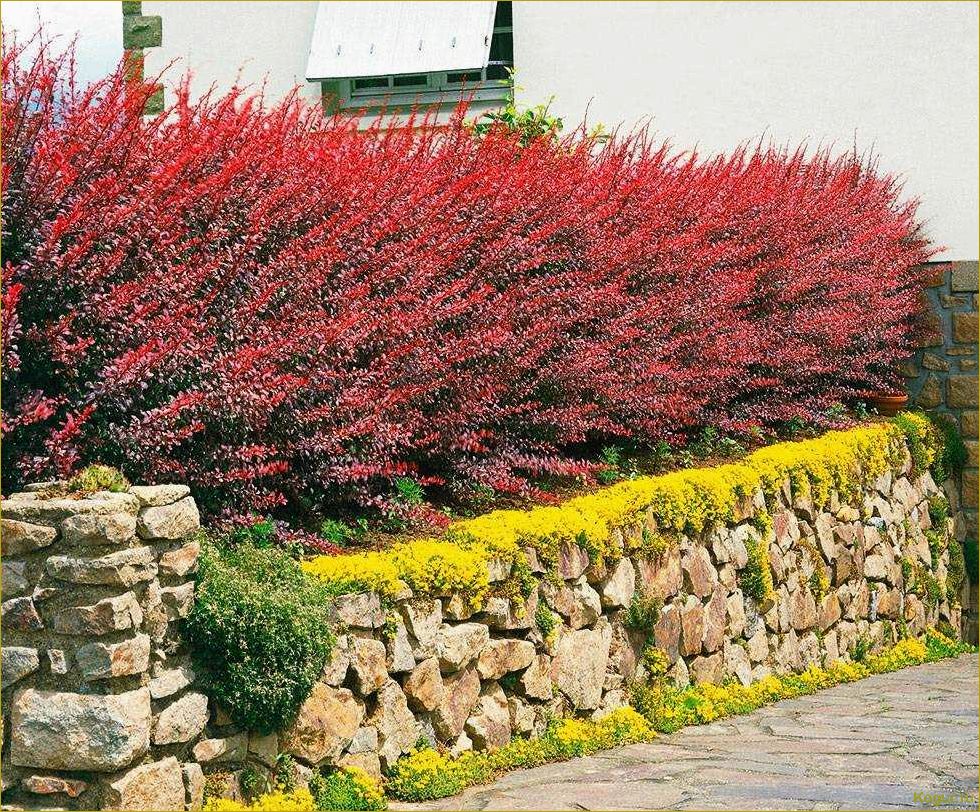 Преимущества использования живой изгороди из барбариса