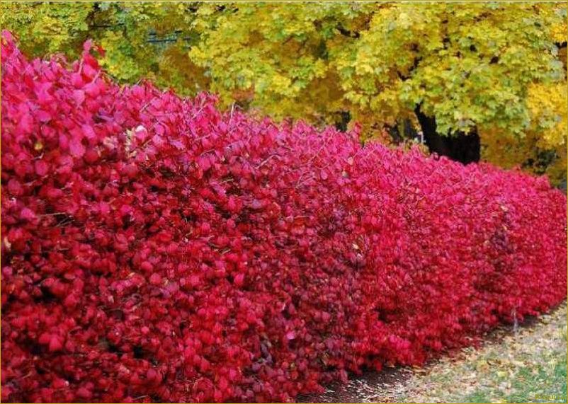 Преимущества использования живой изгороди из барбариса