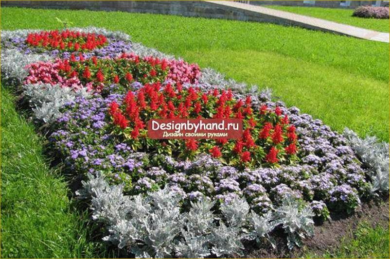 (цинерария, описание, видов, варианты, использования) Цинерария: описание видов и варианты использования в декоре сада