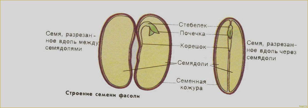 (исследуем, свойства, пользу, тыквенных, семян) Исследуем свойства и пользу тыквенных семян: знакомство поближе.