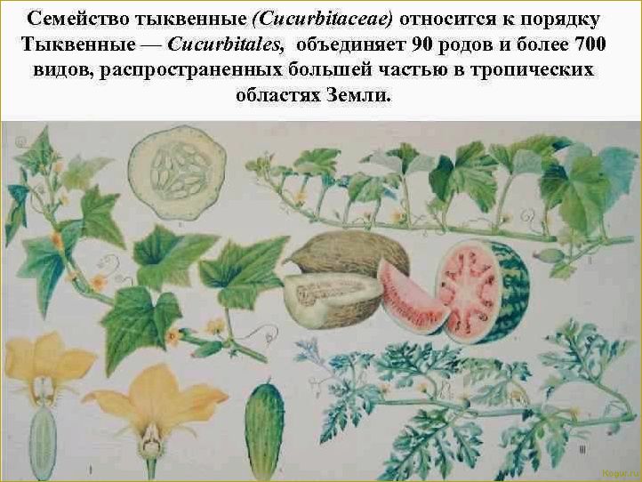 (исследуем, свойства, пользу, тыквенных, семян) Исследуем свойства и пользу тыквенных семян: знакомство поближе.