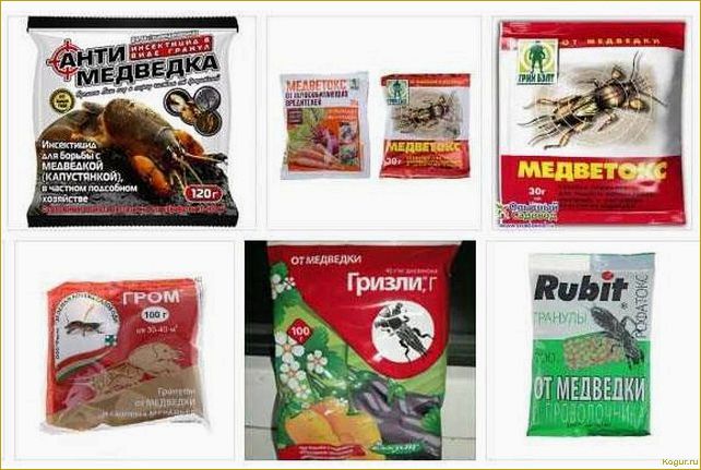 Борьба с медведкой: эффективные народные средства