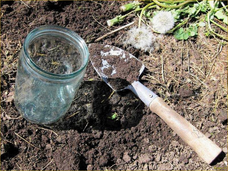 Борьба с медведкой: эффективные народные средства