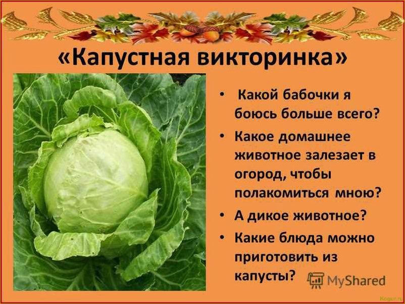 (капуста, подарок, классические, сорта, проверенное) Капуста Подарок: классические сорта и проверенное качество