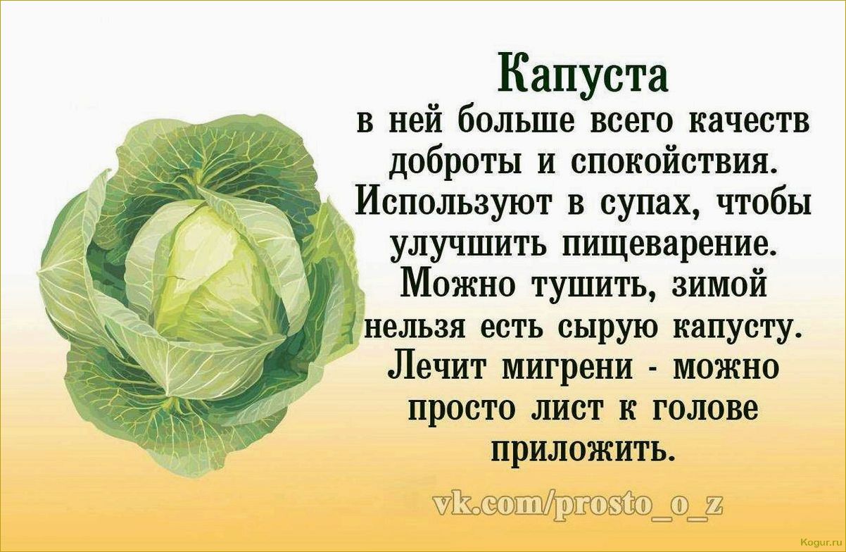 (капуста, подарок, классические, сорта, проверенное) Капуста Подарок: классические сорта и проверенное качество