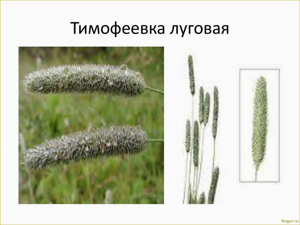 (выращивание, тимофеевки, луговой, назначение, особенности) Выращивание тимофеевки луговой: назначение и особенности
