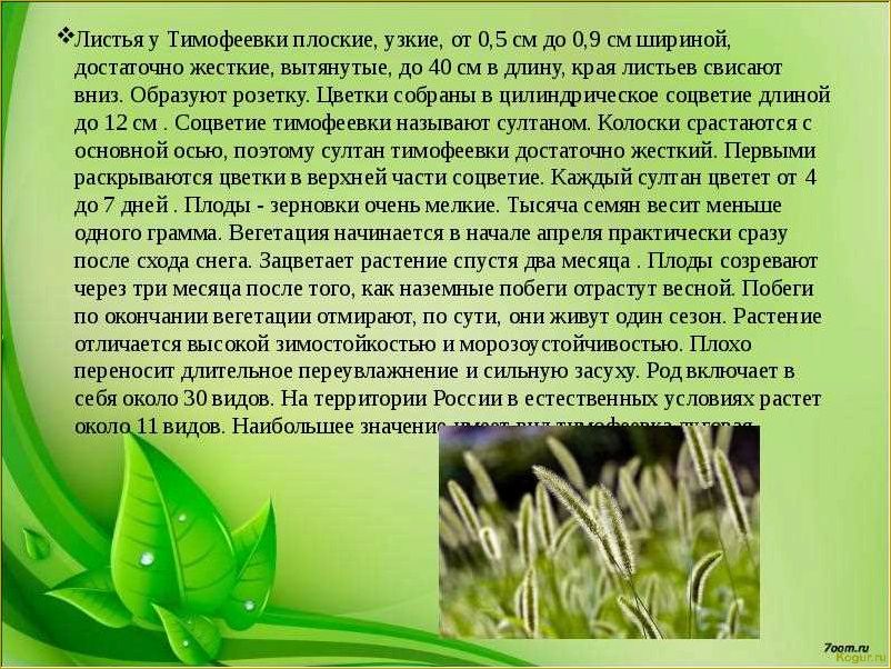 (выращивание, тимофеевки, луговой, назначение, особенности) Выращивание тимофеевки луговой: назначение и особенности
