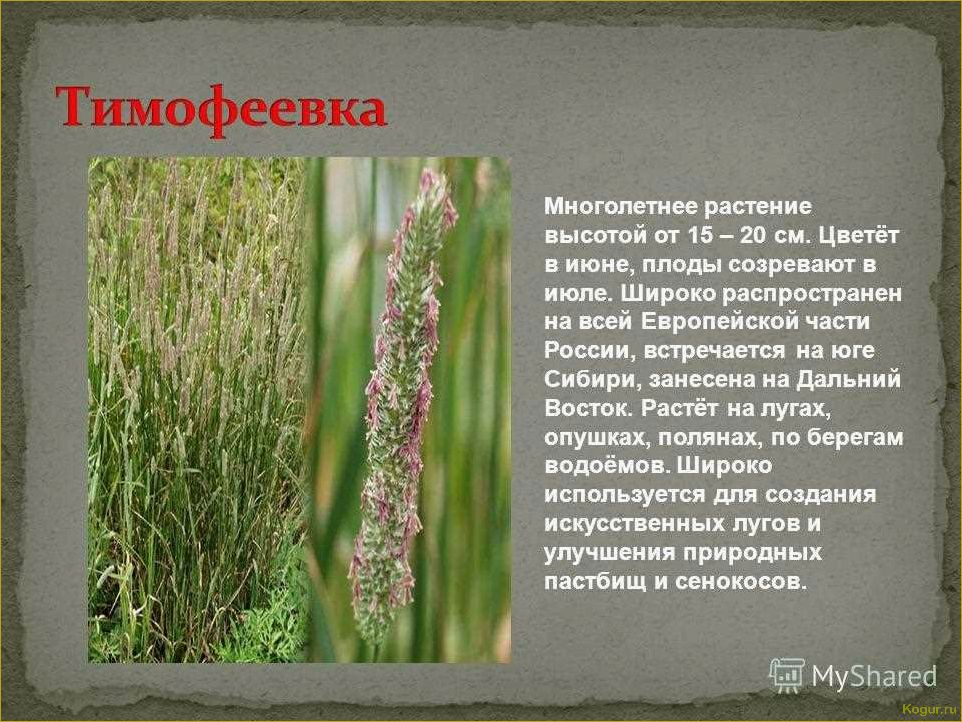 (выращивание, тимофеевки, луговой, назначение, особенности) Выращивание тимофеевки луговой: назначение и особенности