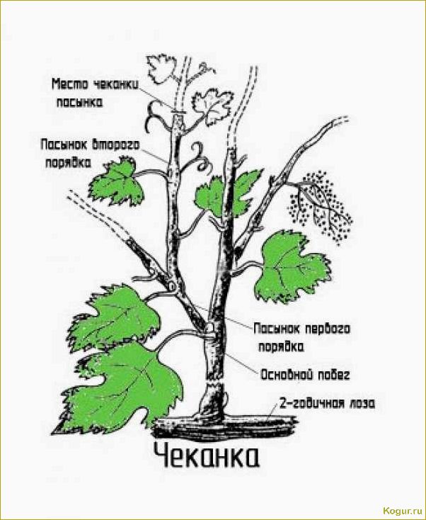 (чеканка, винограда, назначение, время, методы) Чеканка винограда: назначение, время и методы проведения
