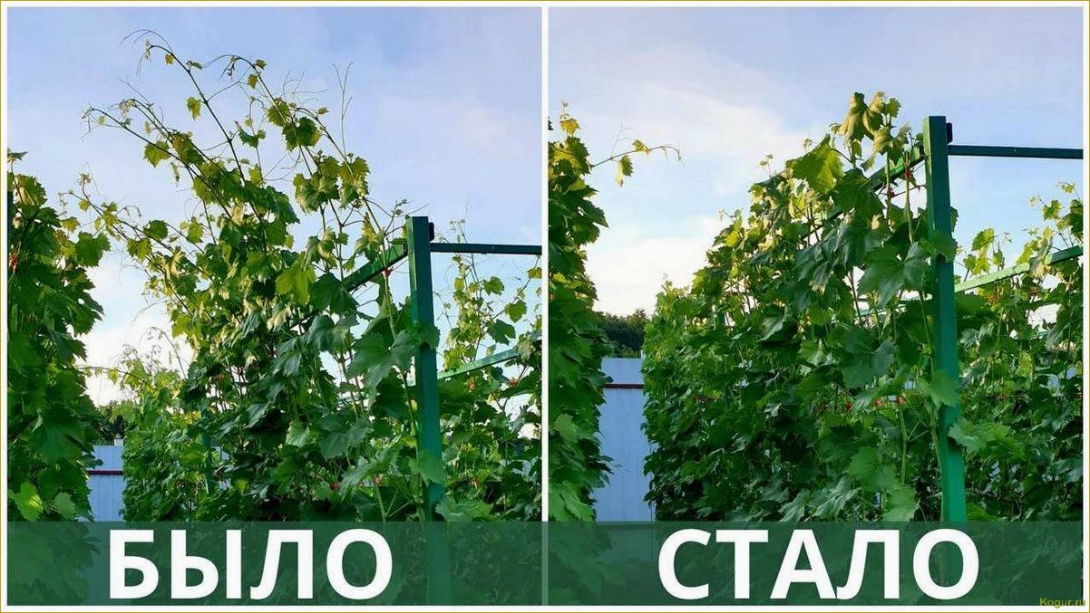 (чеканка, винограда, назначение, время, методы) Чеканка винограда: назначение, время и методы проведения
