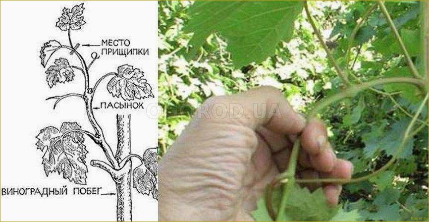 (чеканка, винограда, назначение, время, методы) Чеканка винограда: назначение, время и методы проведения