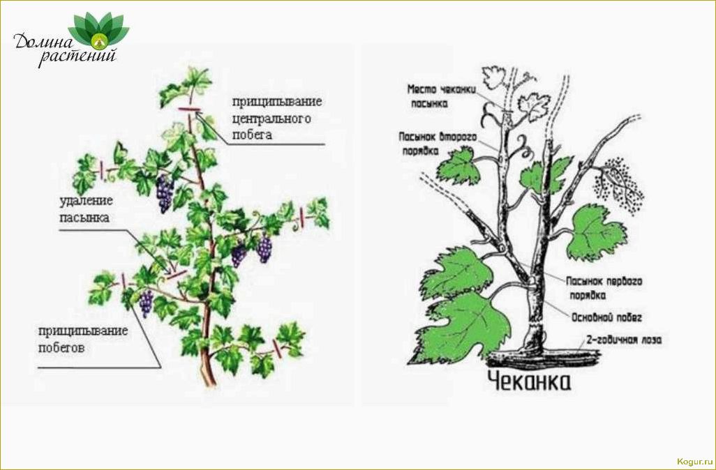 (чеканка, винограда, назначение, время, методы) Чеканка винограда: назначение, время и методы проведения