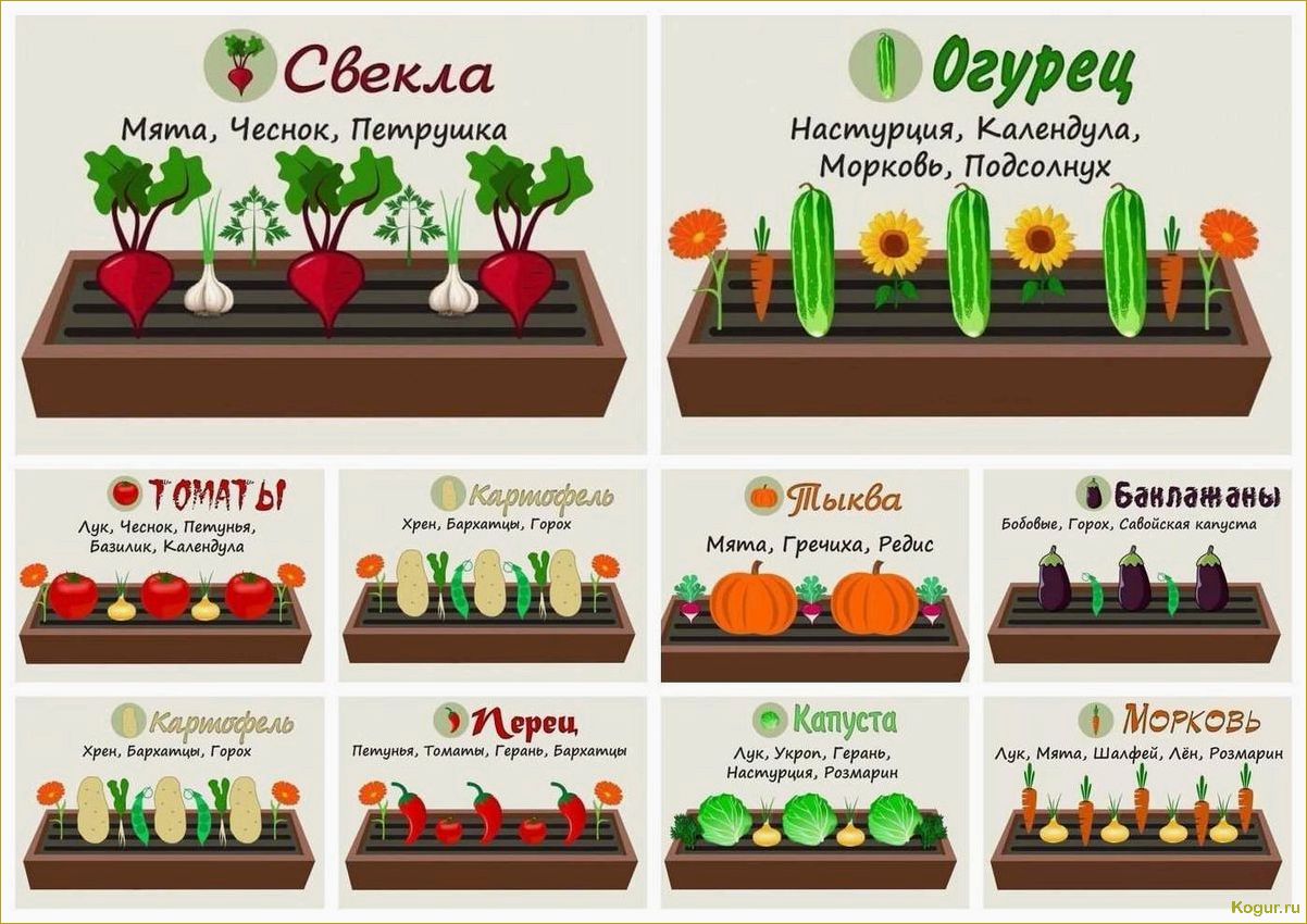 Выращивание томата Каспар на дачной грядке: секреты высокого урожая