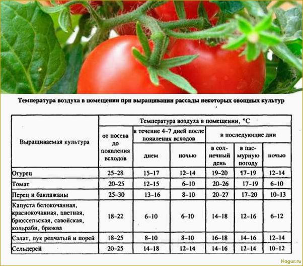 Выращивание томата Каспар на дачной грядке: секреты высокого урожая