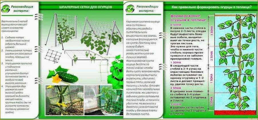 (эффективное, увеличение, урожайности, огурцов, открытом) Эффективное увеличение урожайности огурцов в открытом грунте с помощью метода подвязки плетей