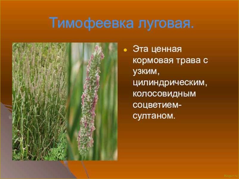(выращивание, тимофеевки, луговой, назначение, особенности) Выращивание тимофеевки луговой: назначение и особенности
