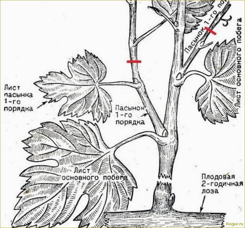 (чеканка, винограда, назначение, время, методы) Чеканка винограда: назначение, время и методы проведения