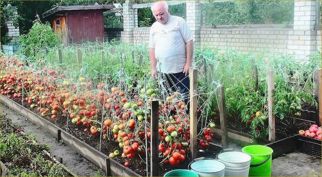 Выращивание томата Каспар на дачной грядке: секреты высокого урожая
