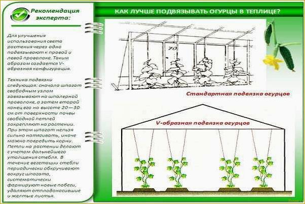 (эффективное, увеличение, урожайности, огурцов, открытом) Эффективное увеличение урожайности огурцов в открытом грунте с помощью метода подвязки плетей