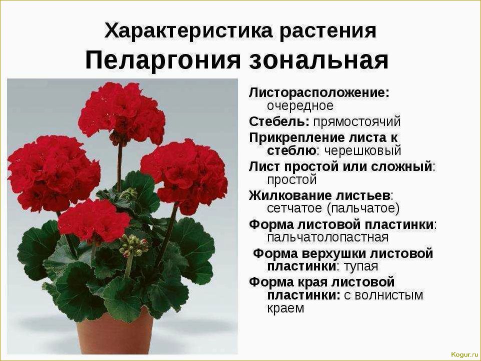 Как правильно ухаживать за королевской пеларгонией и наслаждаться ее фотогеничностью в домашних условиях