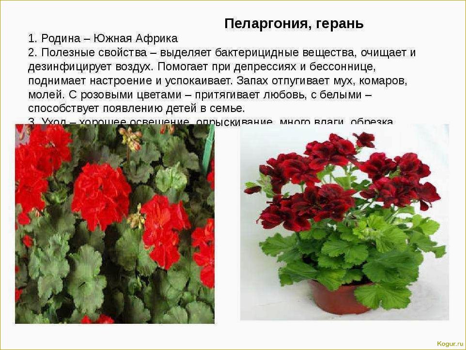 Как правильно ухаживать за королевской пеларгонией и наслаждаться ее фотогеничностью в домашних условиях