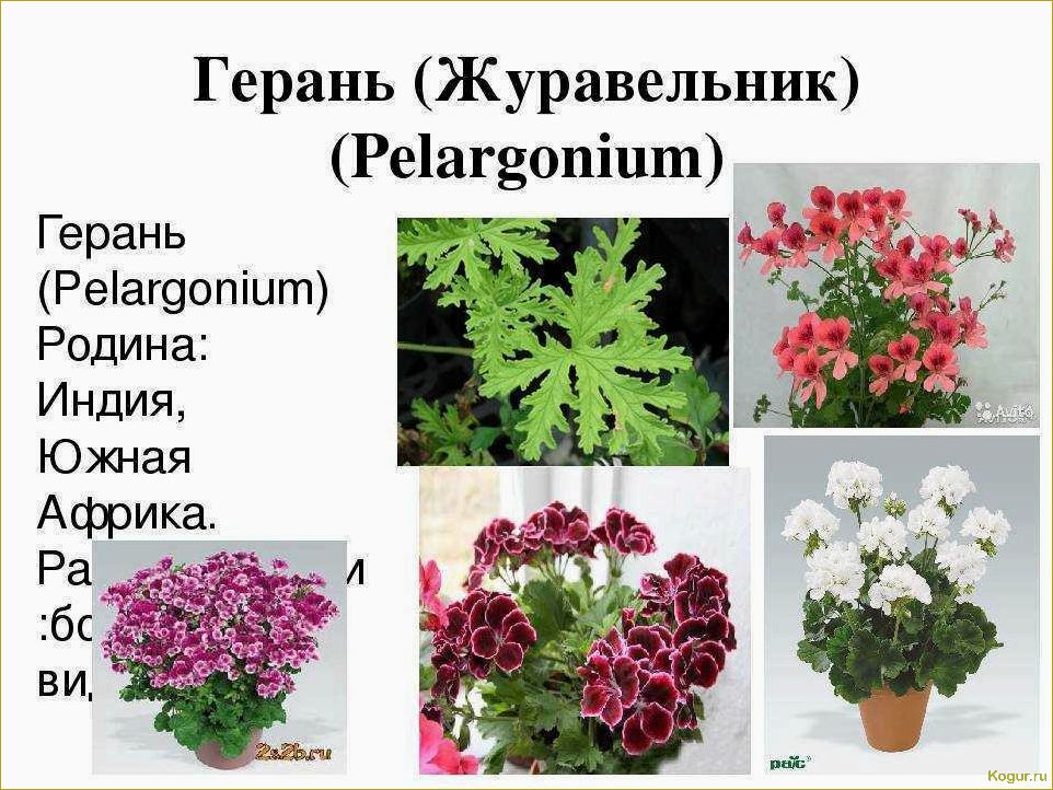 Как правильно ухаживать за королевской пеларгонией и наслаждаться ее фотогеничностью в домашних условиях