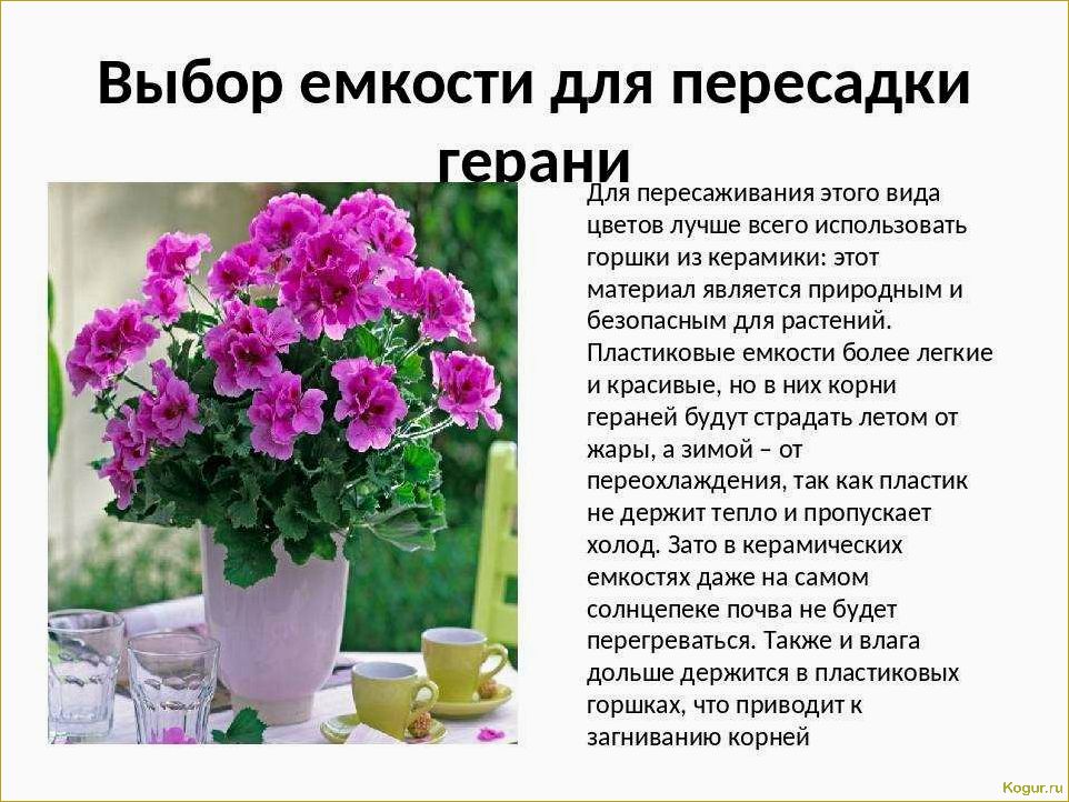Как правильно ухаживать за королевской пеларгонией и наслаждаться ее фотогеничностью в домашних условиях