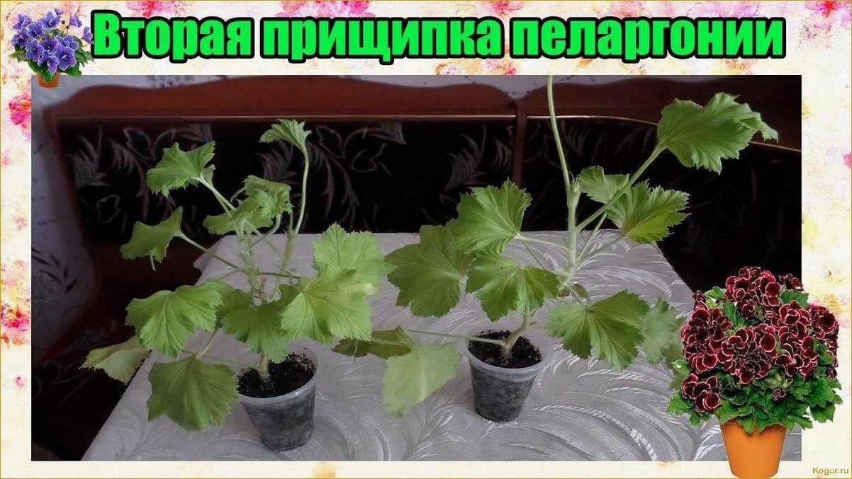 Как правильно ухаживать за королевской пеларгонией и наслаждаться ее фотогеничностью в домашних условиях