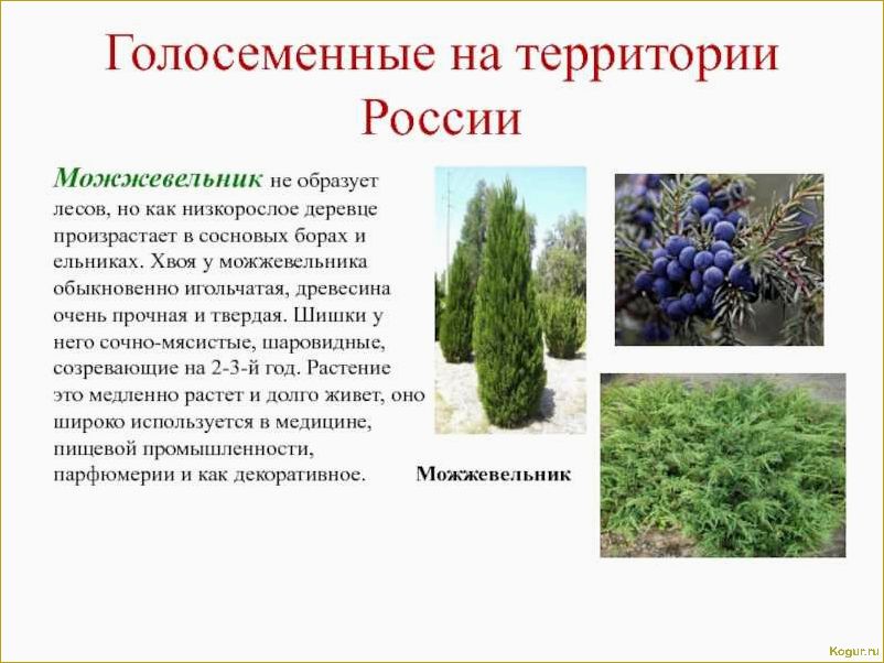 (разнообразие, видов, сортов, можжевельника, создания) Разнообразие видов и сортов можжевельника для создания уютной дачи: фото и описание.