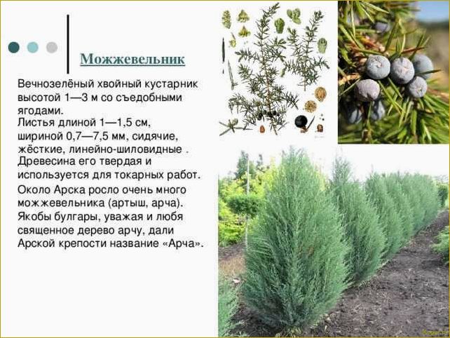 (разнообразие, видов, сортов, можжевельника, создания) Разнообразие видов и сортов можжевельника для создания уютной дачи: фото и описание.