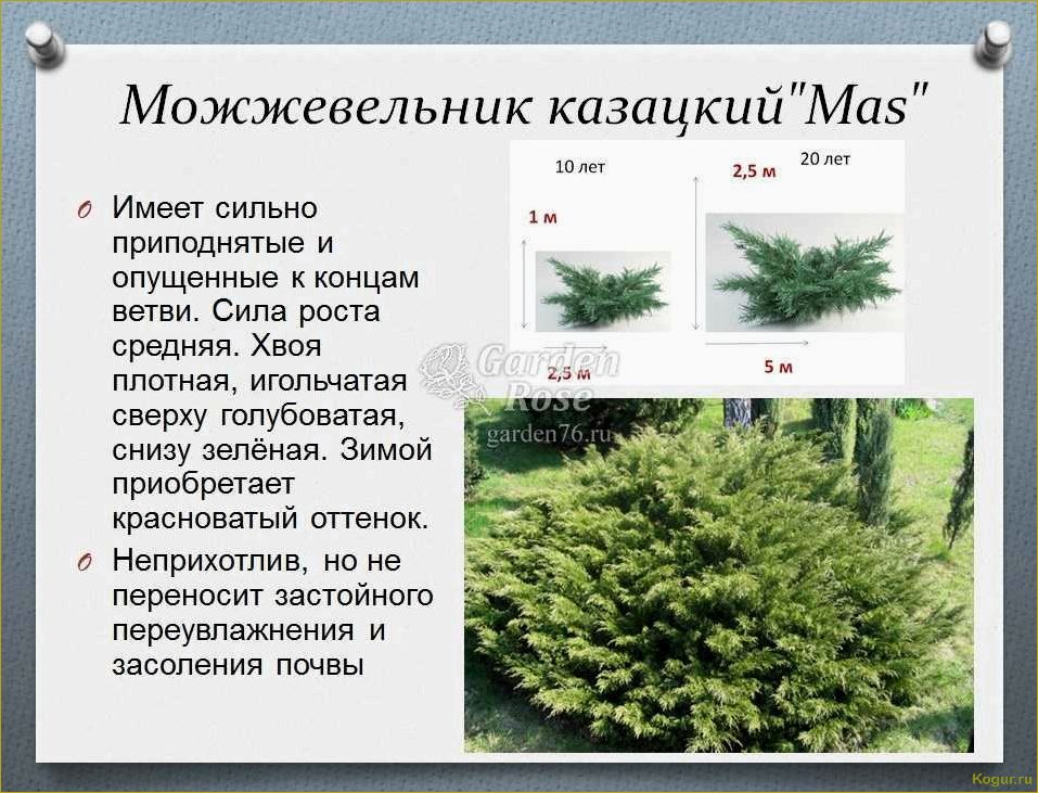 (разнообразие, видов, сортов, можжевельника, создания) Разнообразие видов и сортов можжевельника для создания уютной дачи: фото и описание.