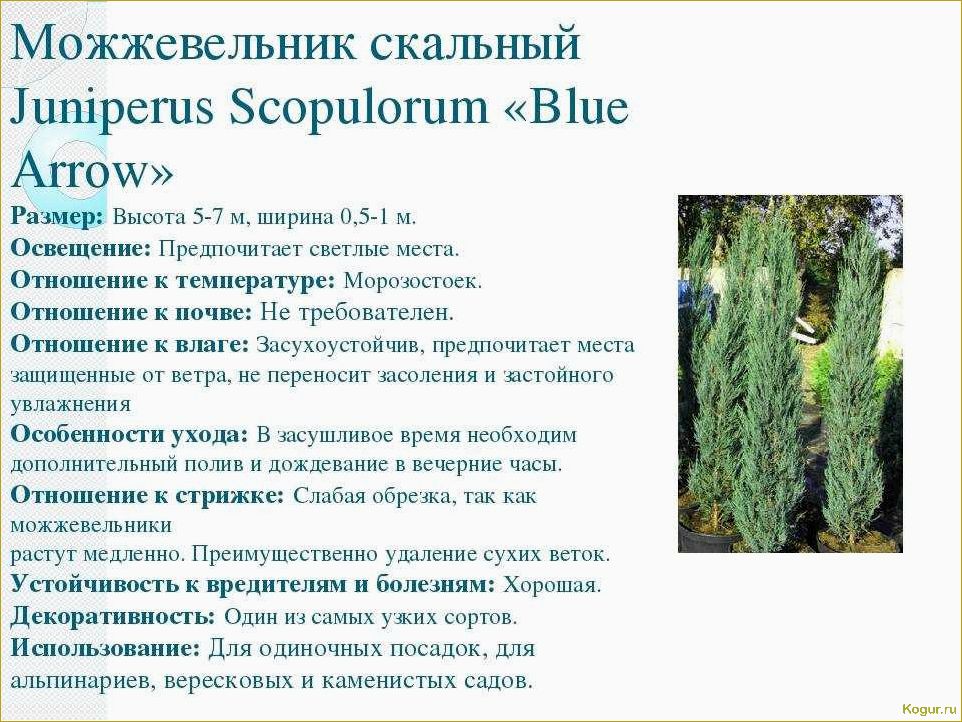 (разнообразие, видов, сортов, можжевельника, создания) Разнообразие видов и сортов можжевельника для создания уютной дачи: фото и описание.