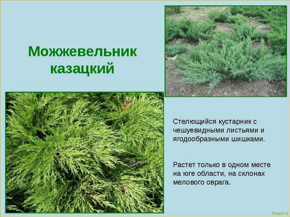 (разнообразие, видов, сортов, можжевельника, создания) Разнообразие видов и сортов можжевельника для создания уютной дачи: фото и описание.