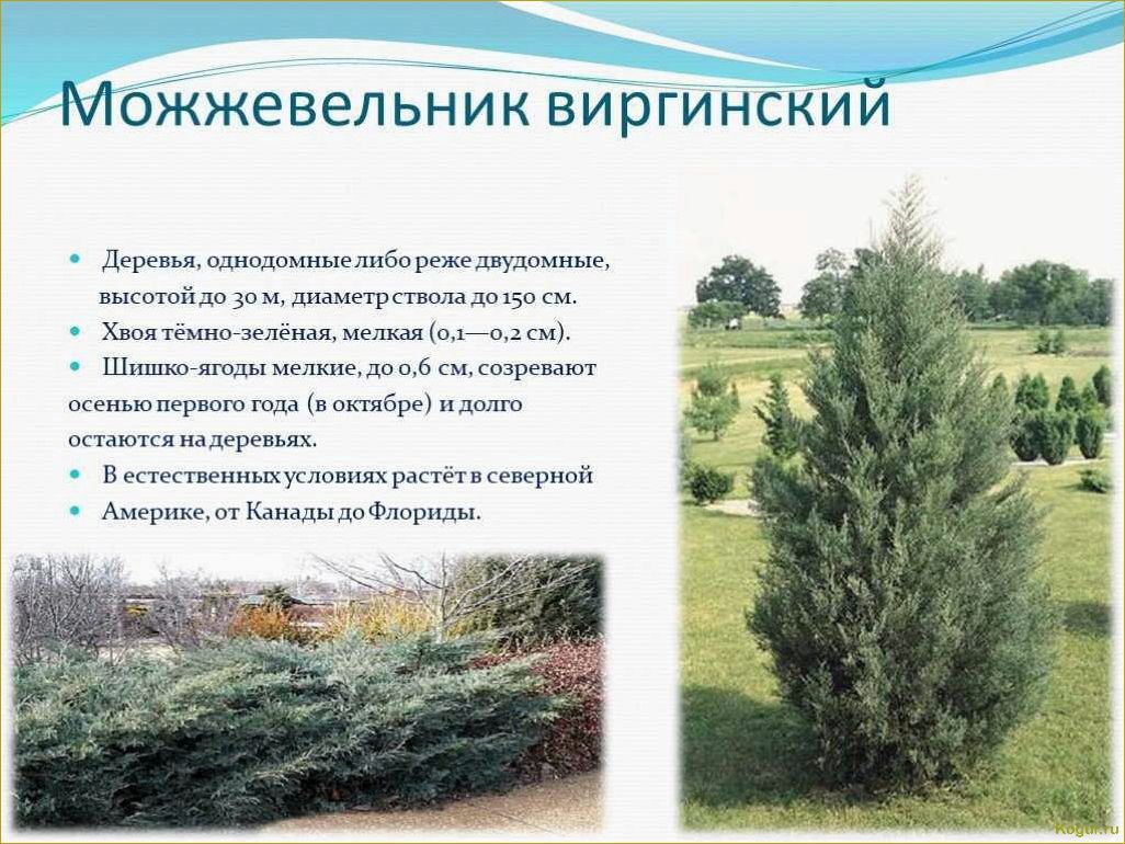 (разнообразие, видов, сортов, можжевельника, создания) Разнообразие видов и сортов можжевельника для создания уютной дачи: фото и описание.
