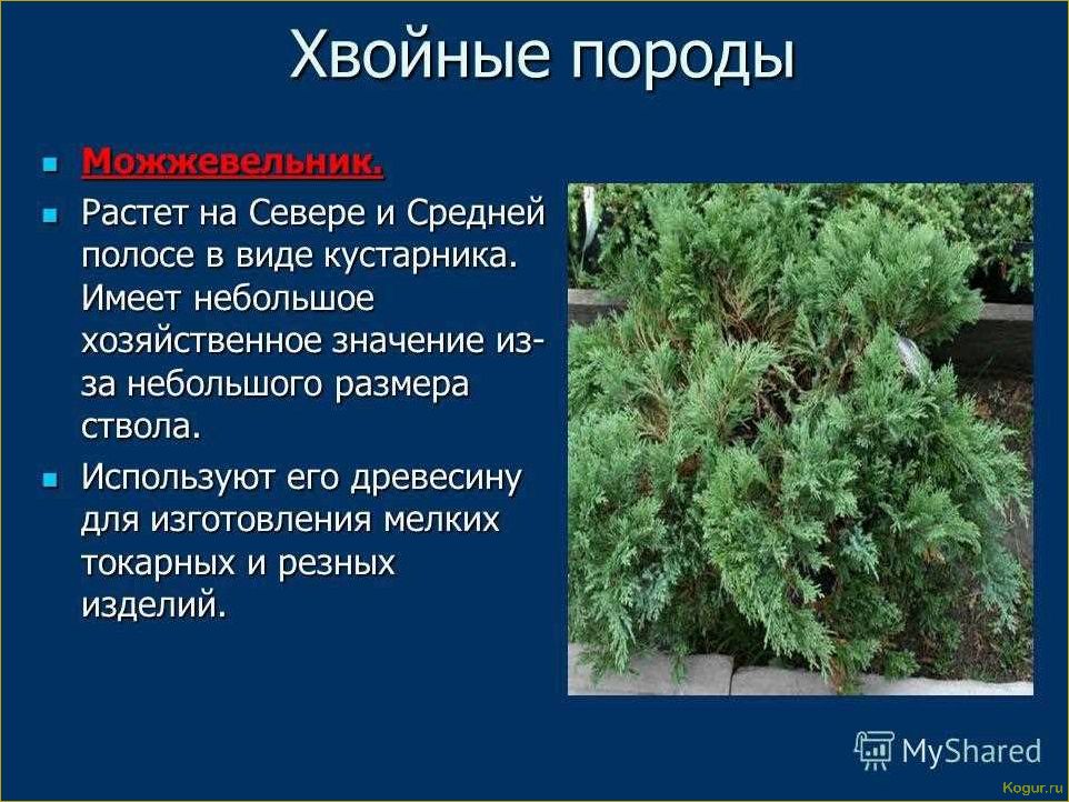 (разнообразие, видов, сортов, можжевельника, создания) Разнообразие видов и сортов можжевельника для создания уютной дачи: фото и описание.