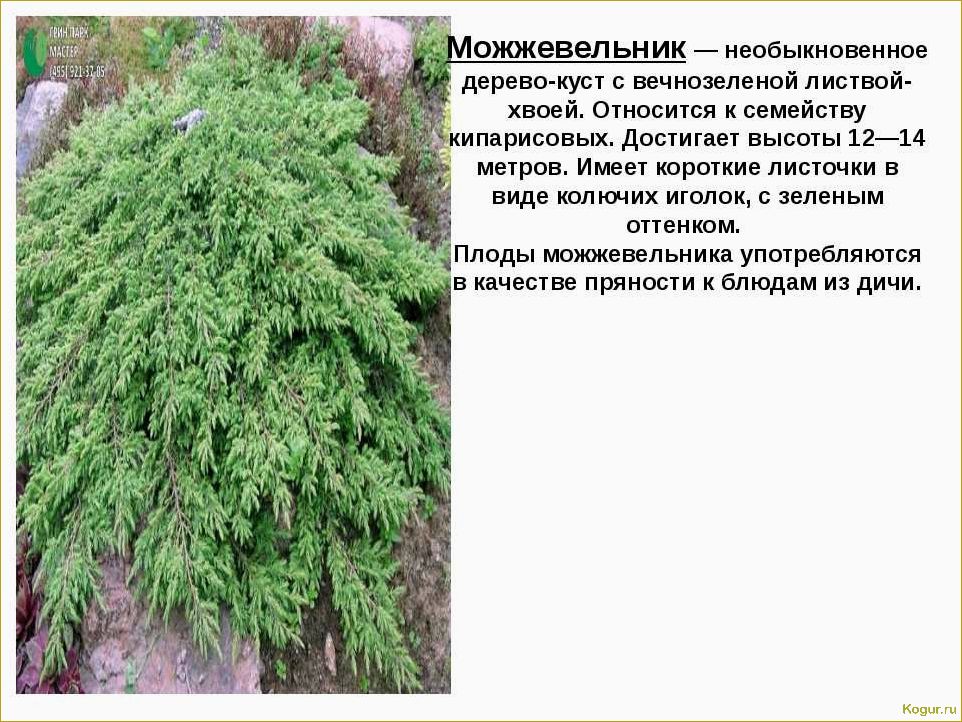 (разнообразие, видов, сортов, можжевельника, создания) Разнообразие видов и сортов можжевельника для создания уютной дачи: фото и описание.