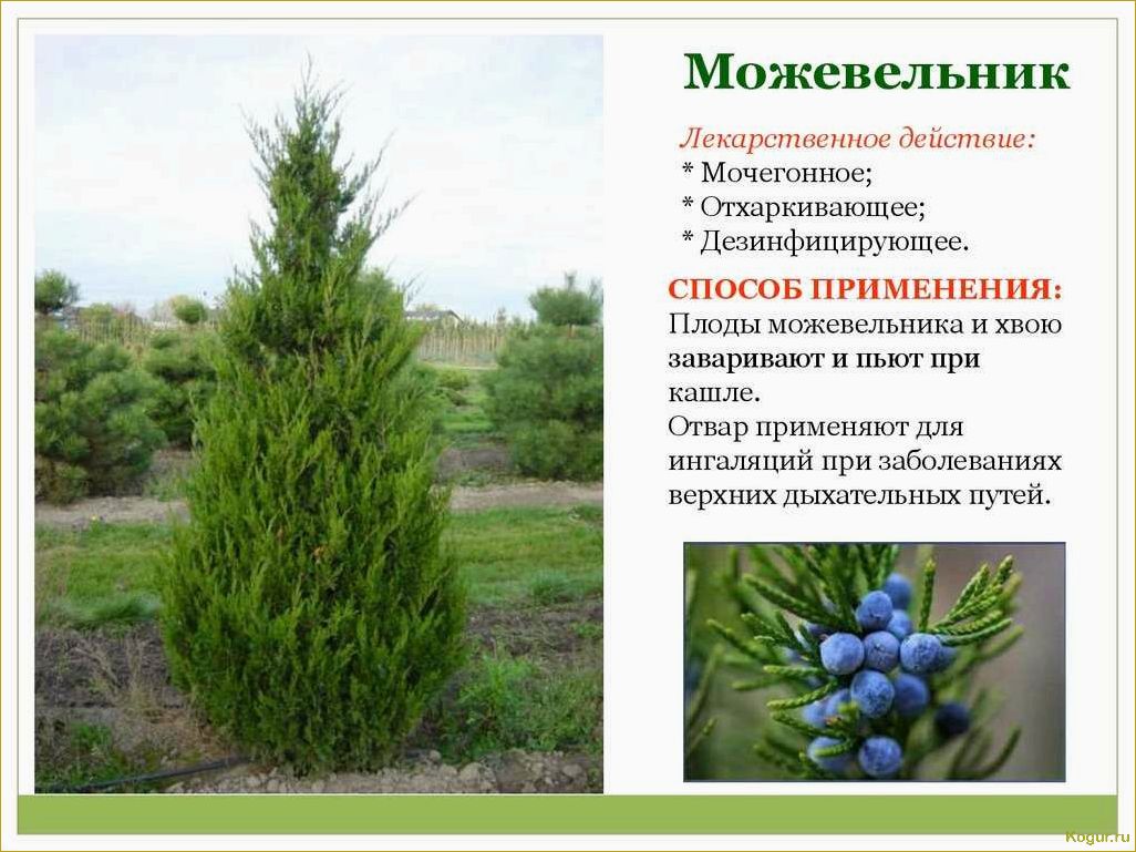 (разнообразие, видов, сортов, можжевельника, создания) Разнообразие видов и сортов можжевельника для создания уютной дачи: фото и описание.