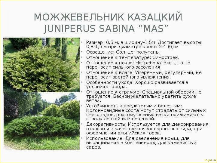 (разнообразие, видов, сортов, можжевельника, создания) Разнообразие видов и сортов можжевельника для создания уютной дачи: фото и описание.
