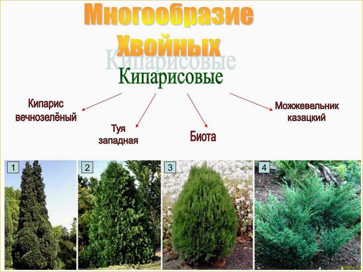 (разнообразие, видов, сортов, можжевельника, создания) Разнообразие видов и сортов можжевельника для создания уютной дачи: фото и описание.