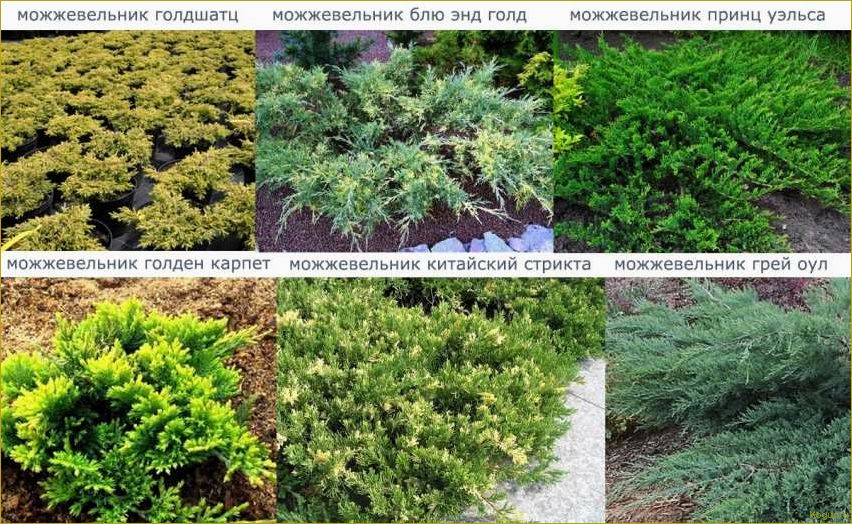 (разнообразие, видов, сортов, можжевельника, создания) Разнообразие видов и сортов можжевельника для создания уютной дачи: фото и описание.