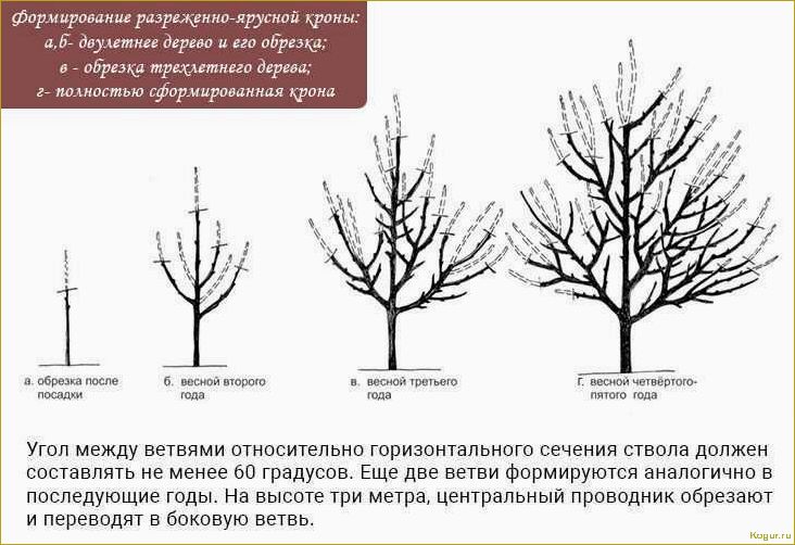 Грамотная омолаживающая обрезка деревьев: советы экспертов