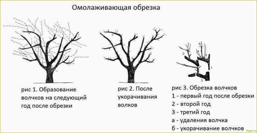 Грамотная омолаживающая обрезка деревьев: советы экспертов