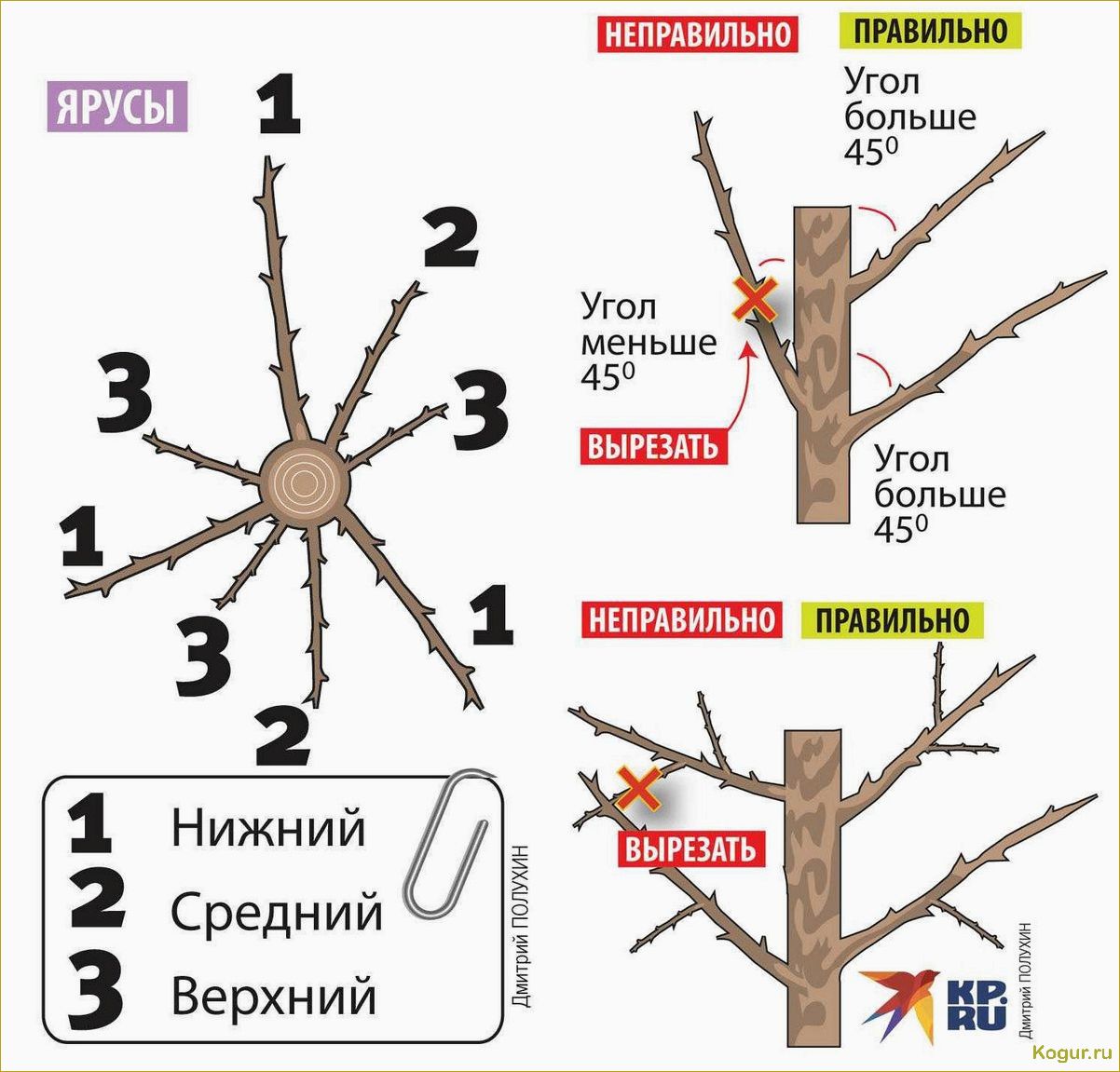 Грамотная омолаживающая обрезка деревьев: советы экспертов