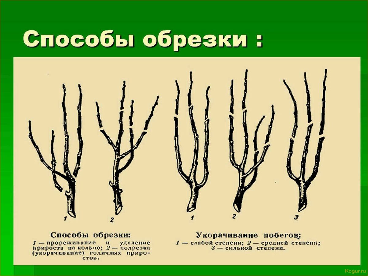 Грамотная омолаживающая обрезка деревьев: советы экспертов