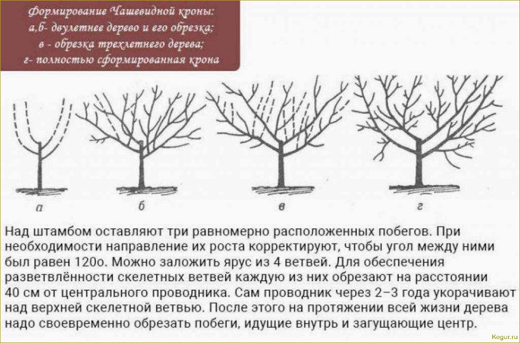Грамотная омолаживающая обрезка деревьев: советы экспертов