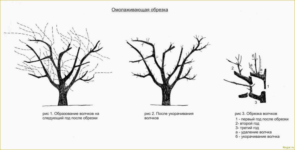 Грамотная омолаживающая обрезка деревьев: советы экспертов