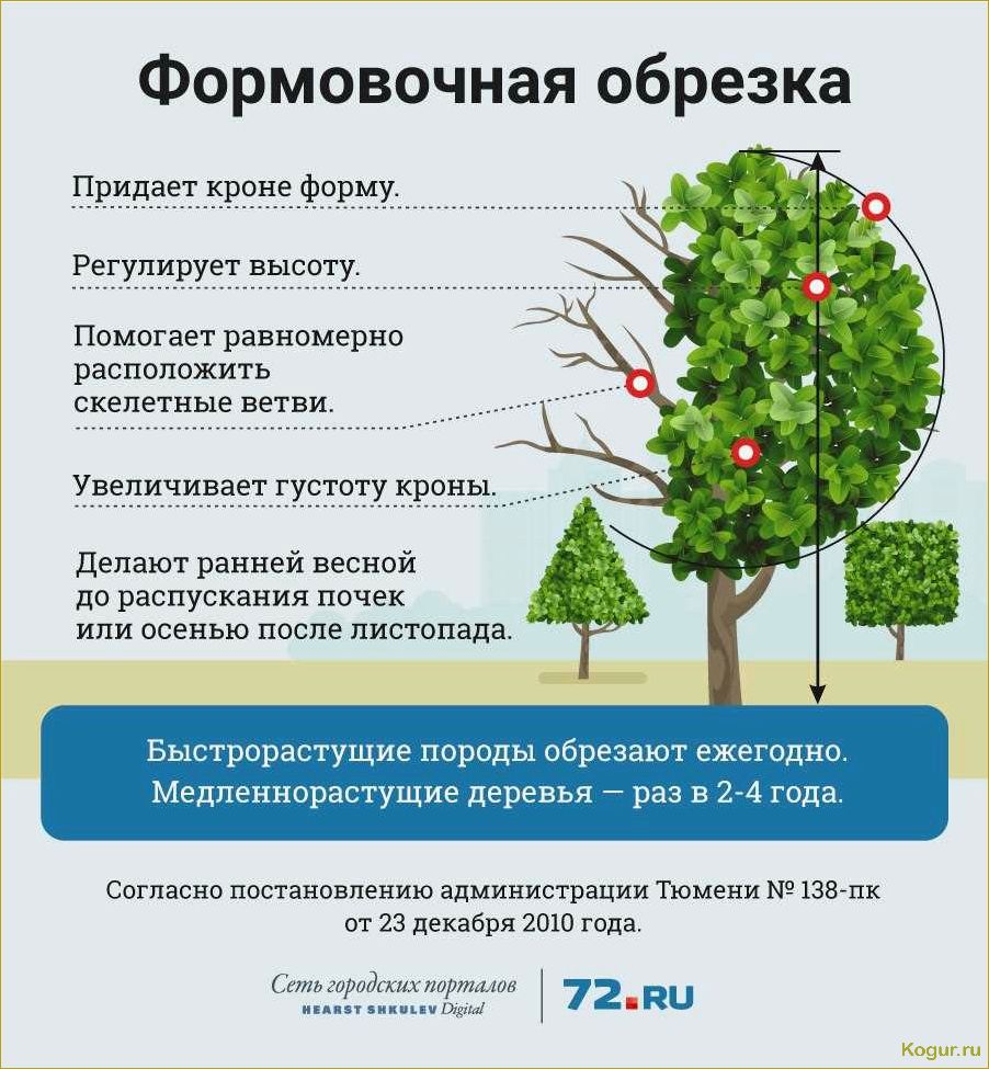 Грамотная омолаживающая обрезка деревьев: советы экспертов