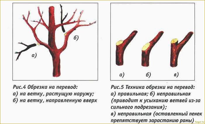 Грамотная омолаживающая обрезка деревьев: советы экспертов