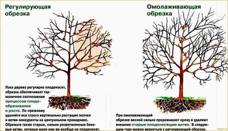 Грамотная омолаживающая обрезка деревьев: советы экспертов