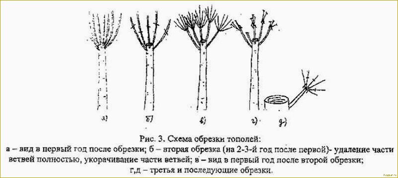 Грамотная омолаживающая обрезка деревьев: советы экспертов